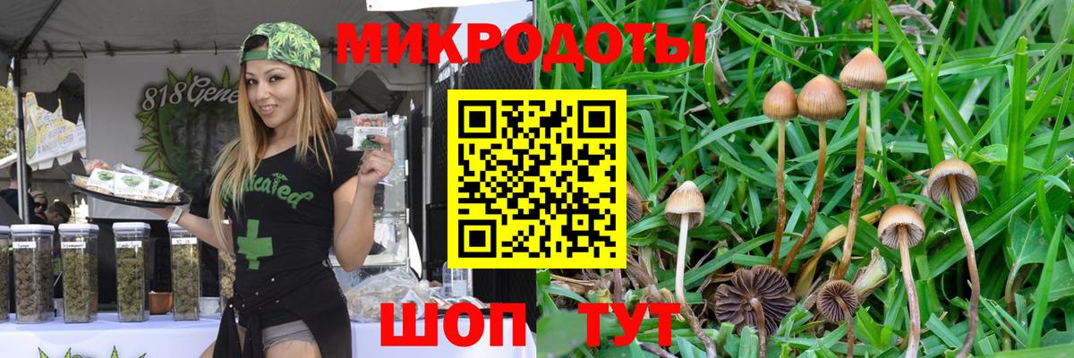 Псилоцибиновые грибы Psilocybine cubensis Тихвин